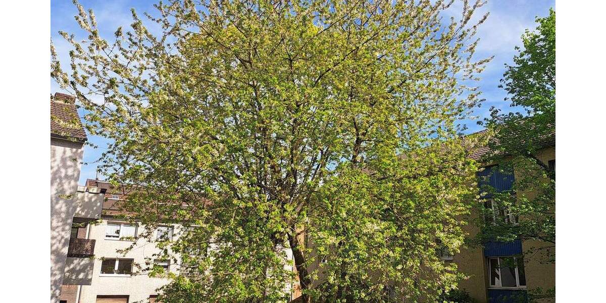 Etagenwohnung Duisburg Altstadt - 2 Zimmer, 67 m&sup2;, 550&euro; | Angebot:26451627