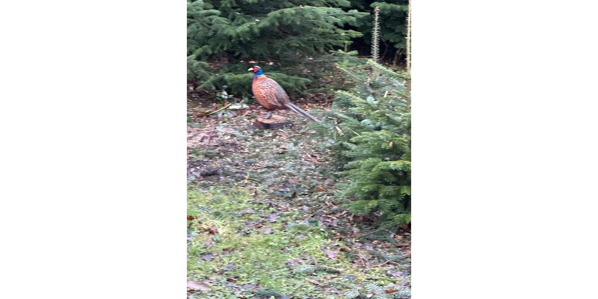 Mehrfamilienhaus, Wohnhaus Essen Stadtbezirk VII - 20 Zimmer, 570 m&sup2;, 1.500.000&euro; | Angebot:25612813