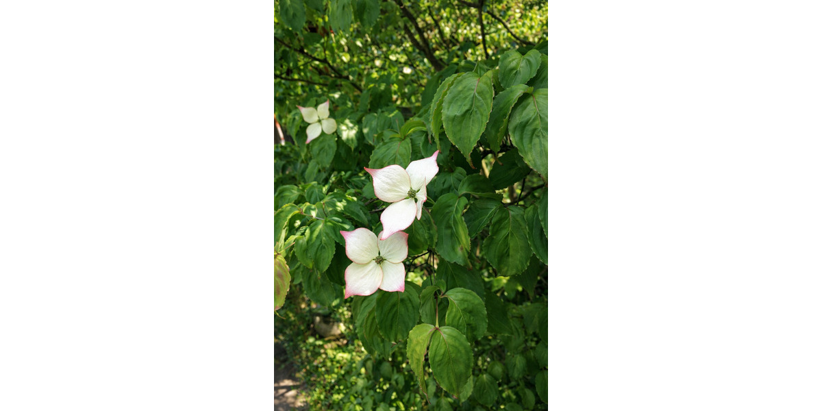 Terrassenwohnung Essen Altenessen-Nord - 4 Zimmer, 154 m&sup2;, 399.000&euro; | Angebot:24516776