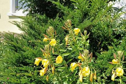 Uninahes Mieten auf Zeit für Studenten , Dozenten, Unimitarbeiter 3 zimmer