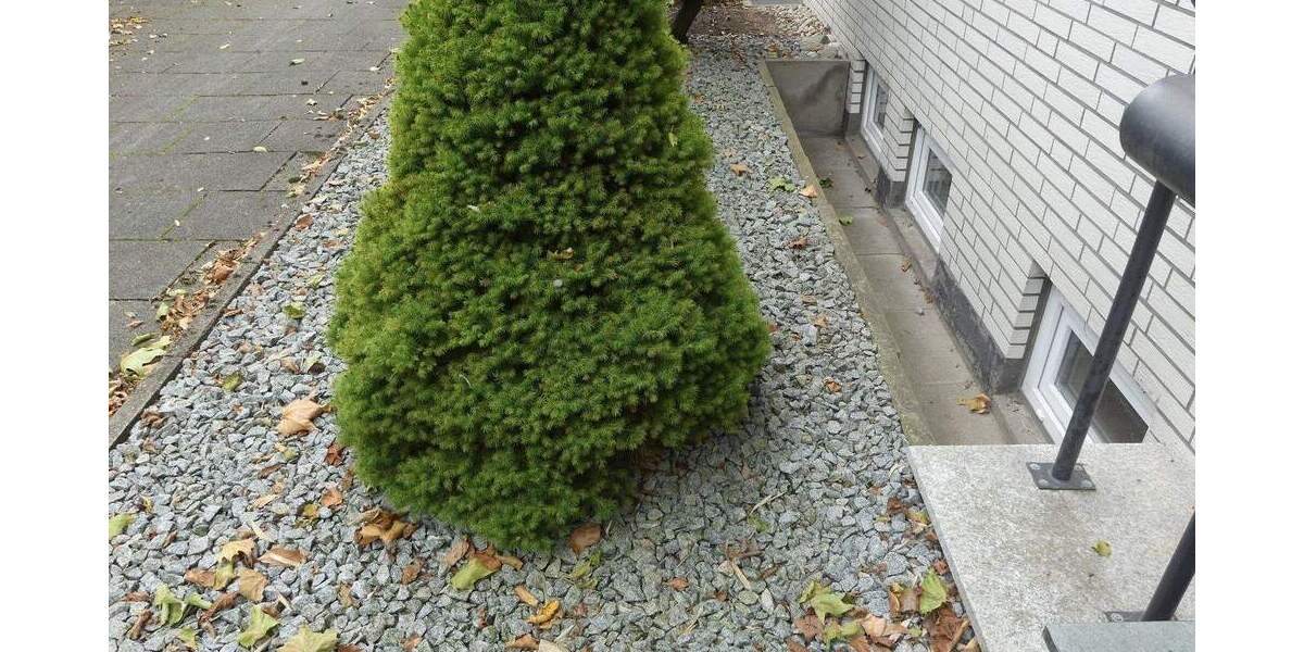 Reihenmittelhaus Gelsenkirchen Horst - 4 Zimmer, 113 m&sup2;, 260.000&euro; | Angebot:25677907