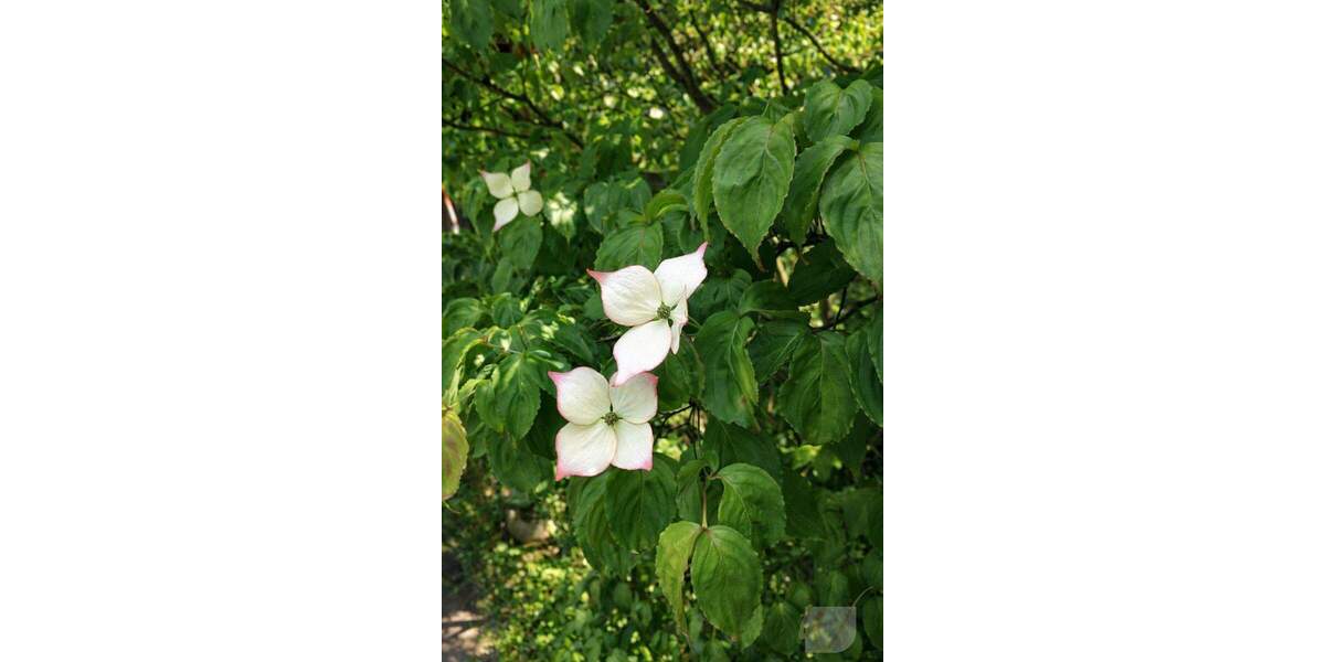 Exklusives Haus-im-Haus-Konzept mit traumhaftem Garten und privater Wellnessoase 4 zimmer