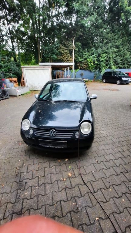 Lupo