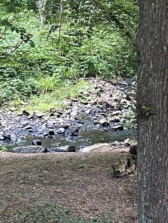 Freistehendes Einfamilienhaus mitten im Wald